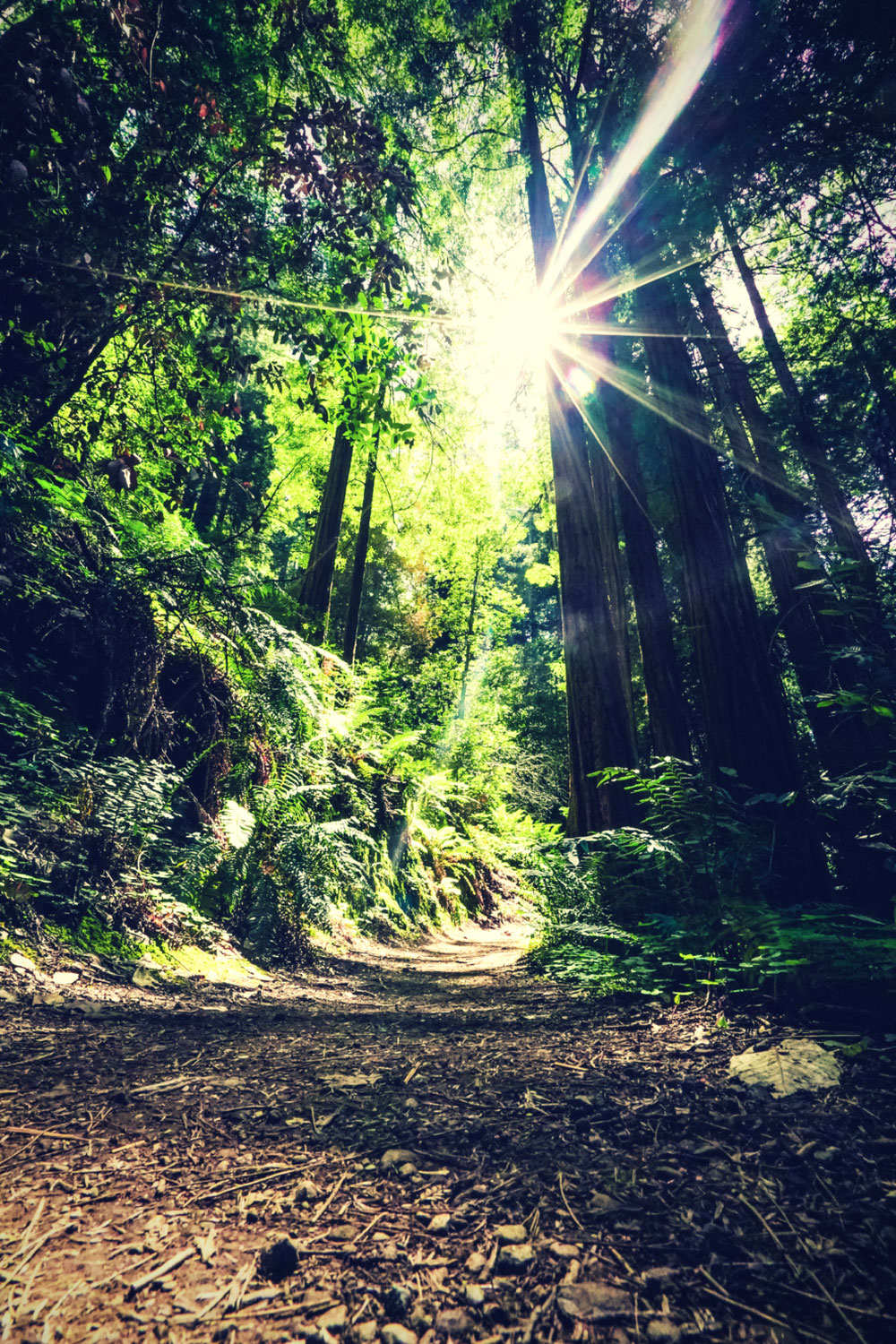 pathway-to-purpose-and-fulf sun shining through trees on a path in the woods